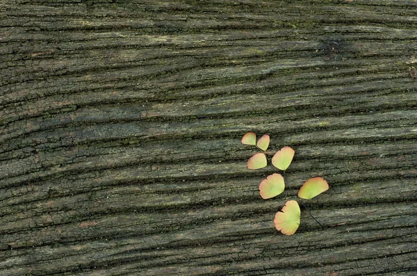 古い木造の苔で — ストック写真