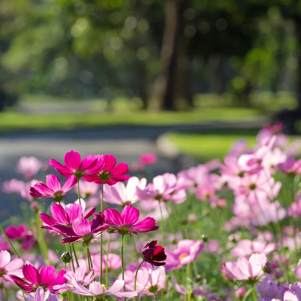 Kosmos blommor — Stockfoto