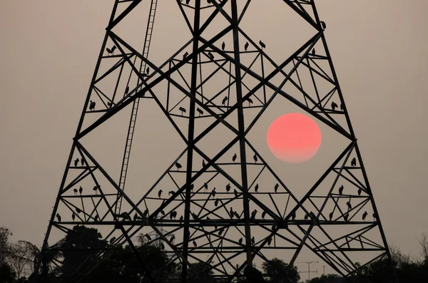 Silhouettes electricity pole — Stock Photo, Image