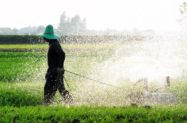 Jardinero regando las filas de la parcela vegetal — Foto de Stock