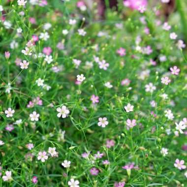closeup gypsophila çiçekler