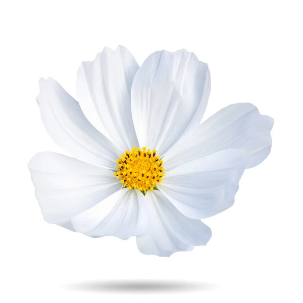 Witte cosmos bloem — Stockfoto