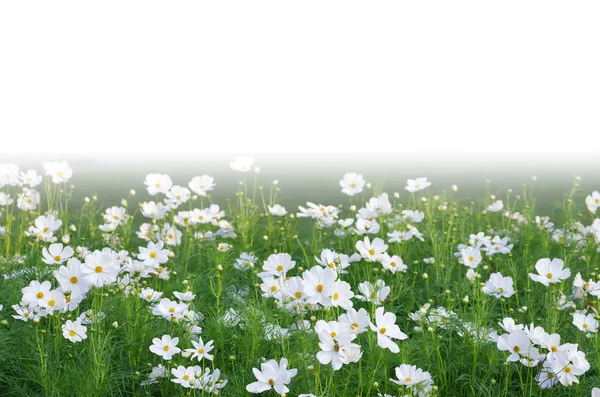 Hermosas flores cosmos blancas — Foto de Stock