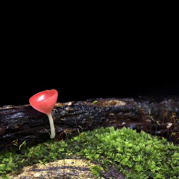 Помаранчевий гриб — стокове фото