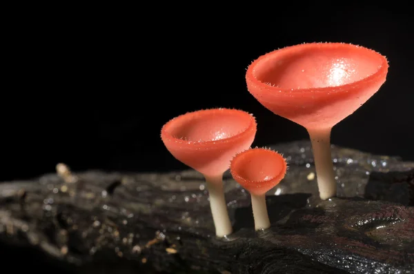 橙色的蘑菇 — 图库照片