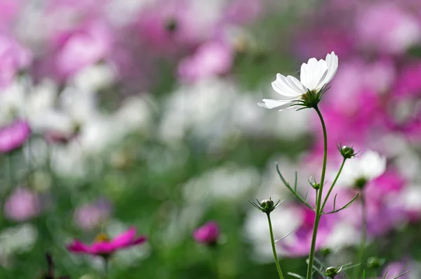 Beautiful cosmos flowers — Stock Photo, Image