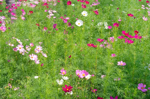 Cosmos flowers — Stock Photo, Image