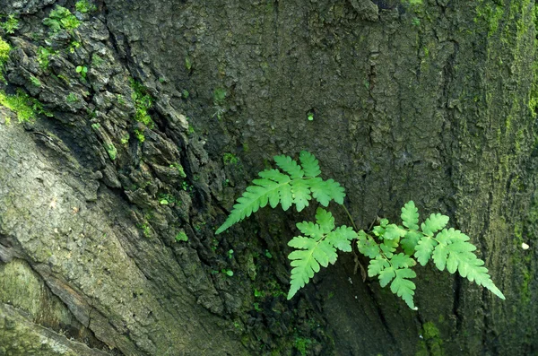 木の樹皮に苔 — ストック写真
