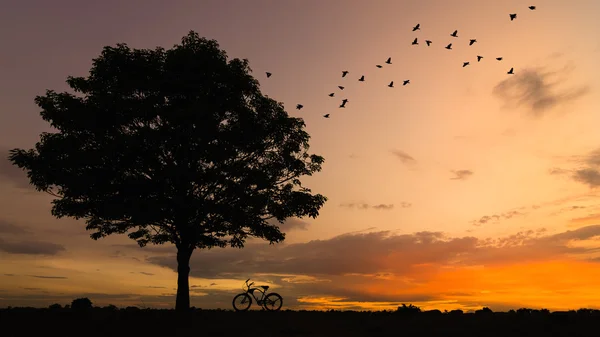 Silhueta árvore e bicicleta — Fotografia de Stock