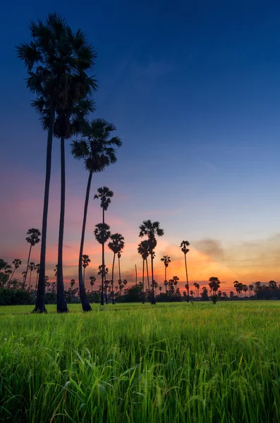 Pirinç alan yatay, şeker palm akşam. — Stok fotoğraf