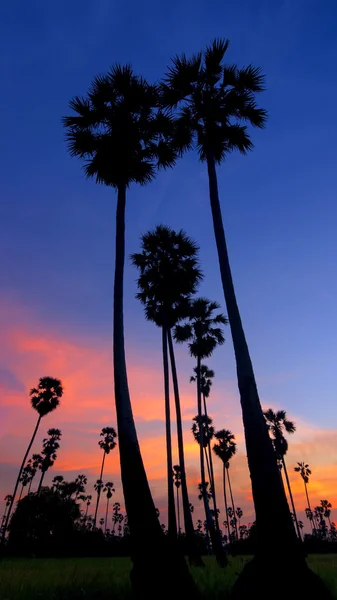 Sugar palm tree — Stock Photo, Image