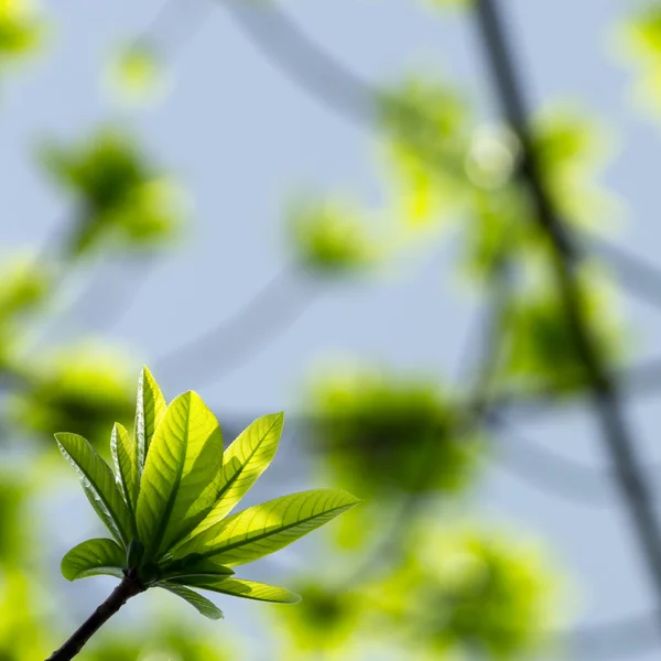 Foglie verdi fresche — Foto Stock