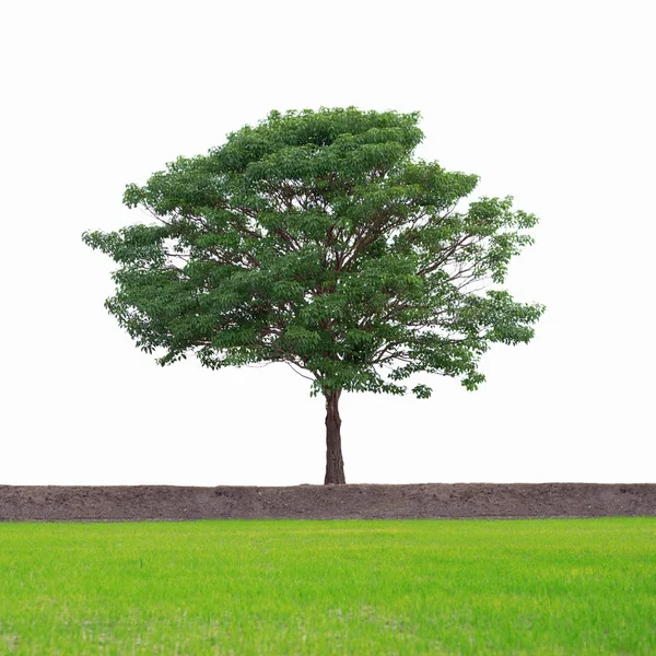 Tree — Stock Photo, Image