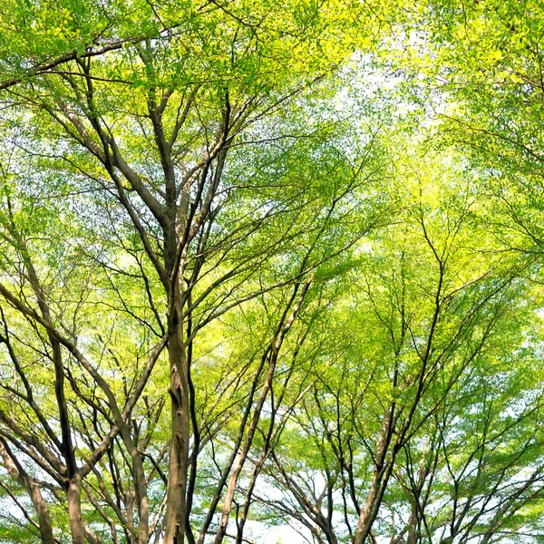 Grenar och blad av bakgrunden & konsistens. — Stockfoto