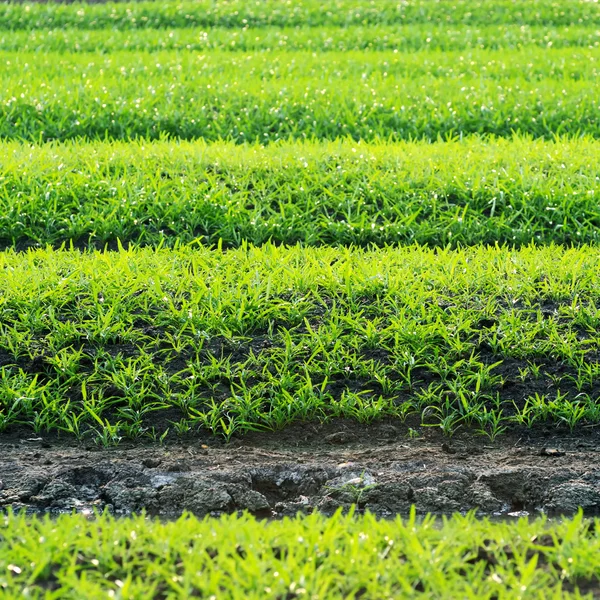 Asiatischer Gemüsegarten — Stockfoto