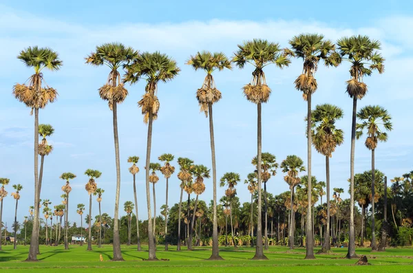 Landschaft der Reisfelder — Stockfoto