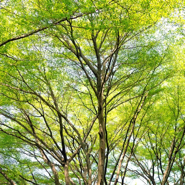 Branches and leaves of background & texture. — Stock Photo, Image