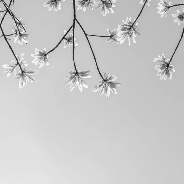 Branch with  leaves — Stock Photo, Image