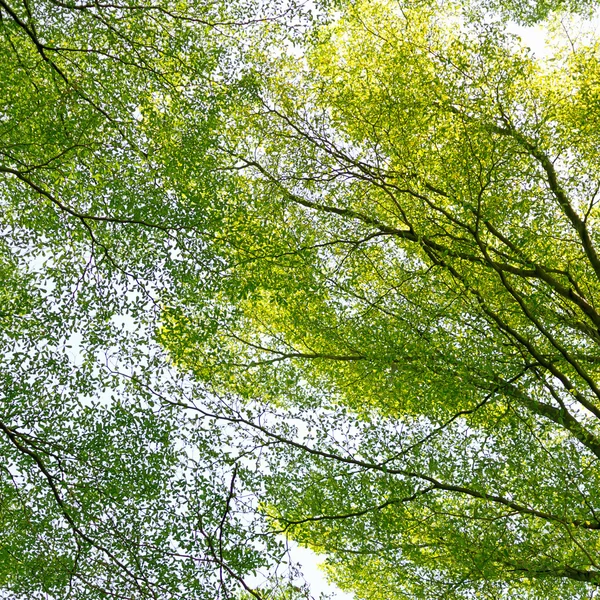 枝とバック グラウンド & テクスチャの葉. — ストック写真