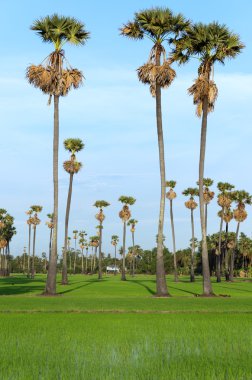 pirinç tarlaları peyzaj