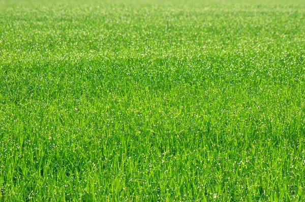 Naturlig grön bakgrund — Stockfoto