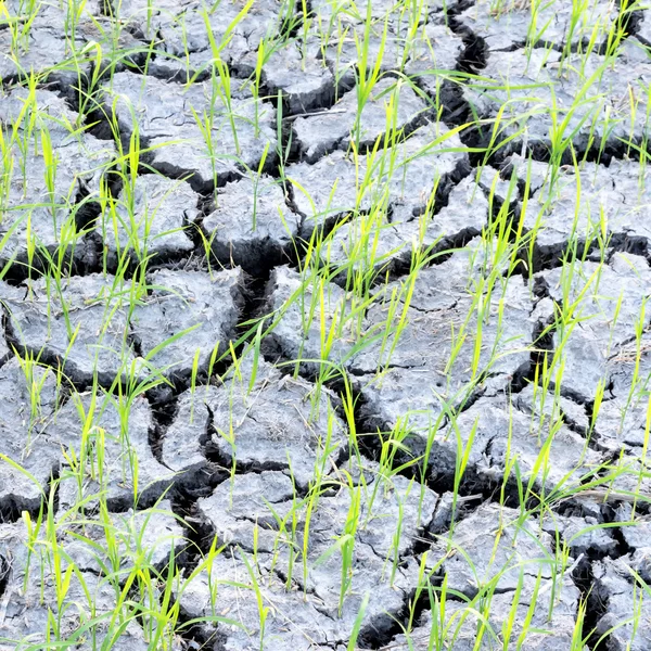 Reis im trockenen Boden — Stockfoto