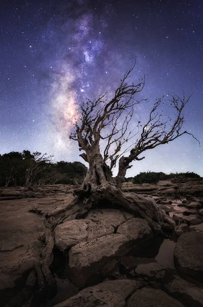 Belle Galaxie Voie Lactée Avec Des Arbres Secs Rochers Ombre — Photo