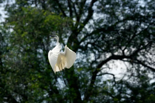 Egreta Albă Zboară Printre Pădure Natura Bogată — Fotografie, imagine de stoc