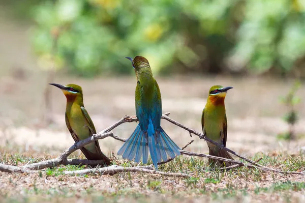 Amateurs Oiseaux Belle Mangeuse Abeilles Queue Bleue Merops Philippinus Sur — Photo