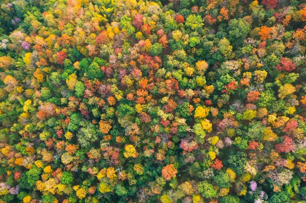 Beautiful Aerial View Thick Forest Autumn Colorful Forest — Stock Photo, Image
