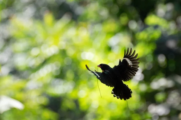 Dusky Broadbill Fling Kaeng Krachan National Park Phetchaburi Province Thailand — 스톡 사진