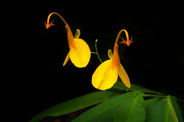 Belle Forêt Tropicale Fleurs Sauvages Jaunes Mae Moh Province Lampang — Photo