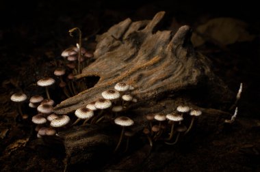 Beautiful group of white wild mushrooms on a log.