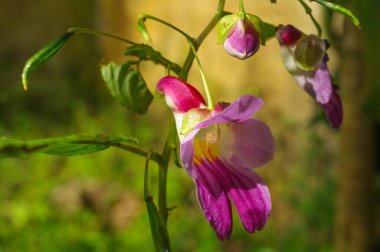 Doi Luang Chiang Dao Dağı 'nda papağan çiçeği, Chiang Mai, Tayland