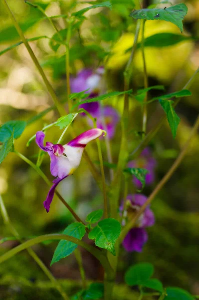 Beauty Impatiens Psittacina Flor Loro Montaña Doi Luang Chiang Dao — Foto de Stock