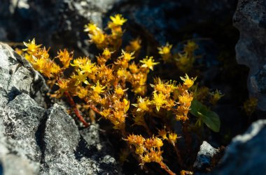 Sedum susanae Hamet, bir buket sarı yabani çiçek, Doi Luang Chiang Dao, Chiang Mai, Tayland.