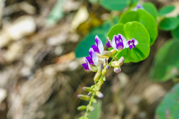 Ramo Flores Silvestres Blancas Con Rayas Púrpuras Doi Luang Chiang —  Fotos de Stock