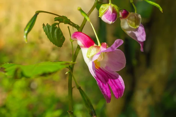 Beauty Impatiens Psittacina Parrot Flower Doi Luang Chiang Dao Mountain — Stock Photo, Image