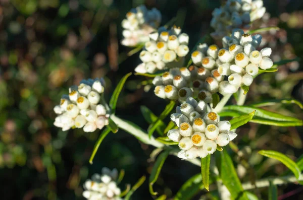白い野生の花の花束 土井ルアンパチャオダオ チェンマイ — ストック写真