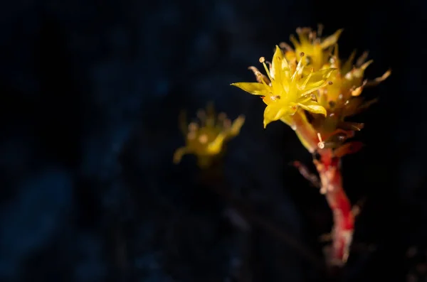 Sedum Susanae Hamet Bouquet Fleurs Sauvages Jaunes Doi Luang Chiang — Photo