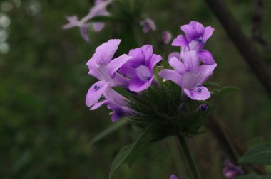 Mor yabani çiçek buketi, Doi Luang, Chiang Dao, Chiang Mai, Tayland.