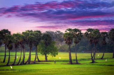 Palmiye ağaçları ve pirinç tarlaları çiftçisi. Sabahları Phetchaburi Eyaleti, Tayland.