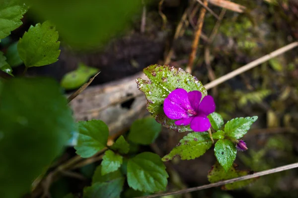 Semi Alpine Plant Society Roze Wilde Bloemen Impatiens Chiangdaoensis Balsaminaceae — Stockfoto