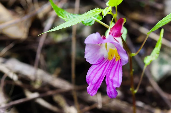 Beauté Impatiente Psittacina Fleur Perroquet Montagne Doi Luang Chiang Dao — Photo