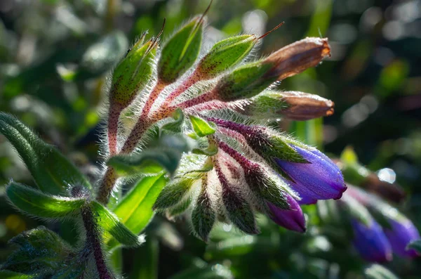 Bouquet Purple Wild Flowers Doi Luang Chiang Dao Chiang Mai — Stock Photo, Image