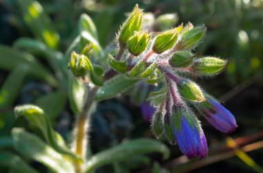 Mor kır çiçekleri, Doi Luang Chiang Dao, Chiang Mai, Tayland.