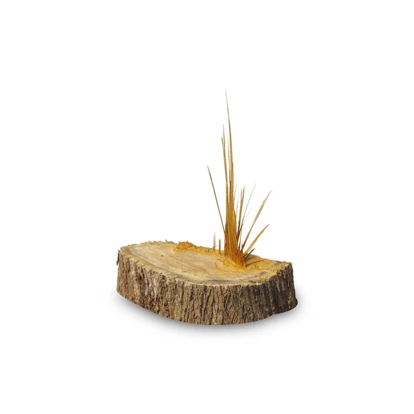 Teak Stump Isolated White Background Clipping Path Stump Teak Tree — Stock Photo, Image