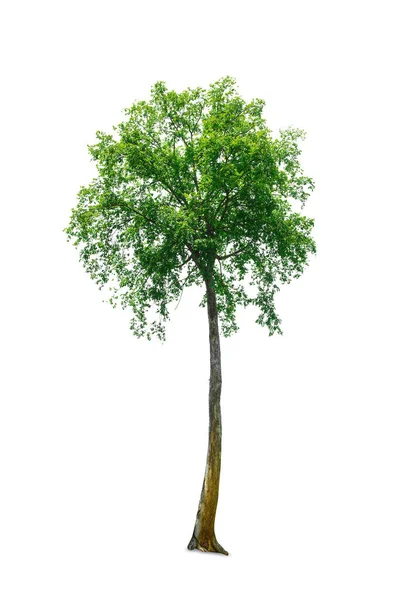 Stort Träd Isolerat Vitt Med Klippbana Hundratals Gammal Fantastiskt Vacker — Stockfoto