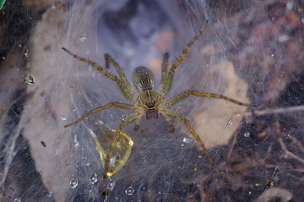 Araignée Forêt Brune Milieu Grande Forêt — Photo