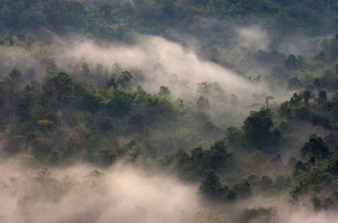 Hava manzaralı yağmur ormanı ve sabah sisi, Pang Puai, Mae Moh, Lampang, Tayland.
